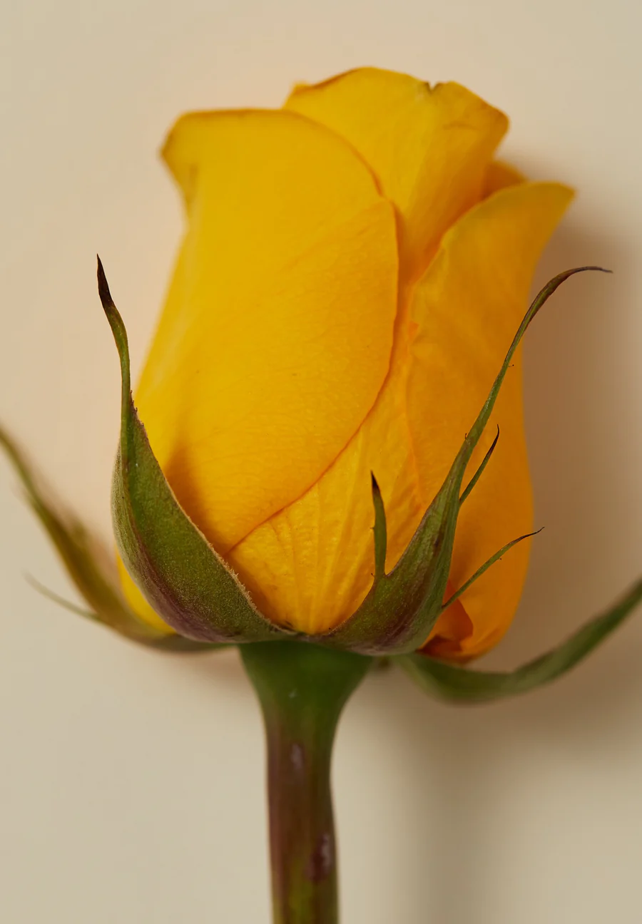 Vedic Blend - Pitta Body Oil:圖片 2